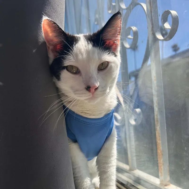 An adult small-sized male White Domestic Short Hair cat named Nico for adoption in Los Angeles, CA