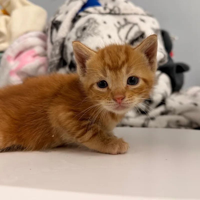 A baby small-sized male Orange / Red Domestic Short Hair cat named Dos for adoption in Indianapolis, IN