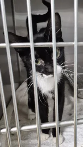 A young small-sized female Domestic Short Hair cat named Bot Fly for adoption in Decatur, IL