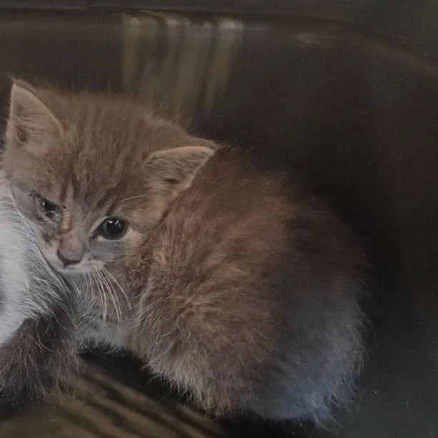 A baby small-sized male Gray / Blue / Silver Domestic Short Hair cat named Essentia for adoption in Lynchburg, VA