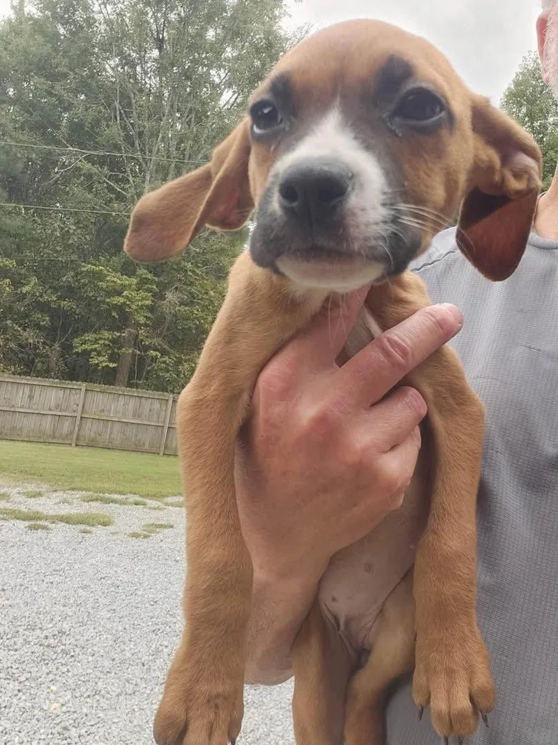 A baby medium-sized female Cattle Dog dog named Poppy for adoption in Holbrook, NY