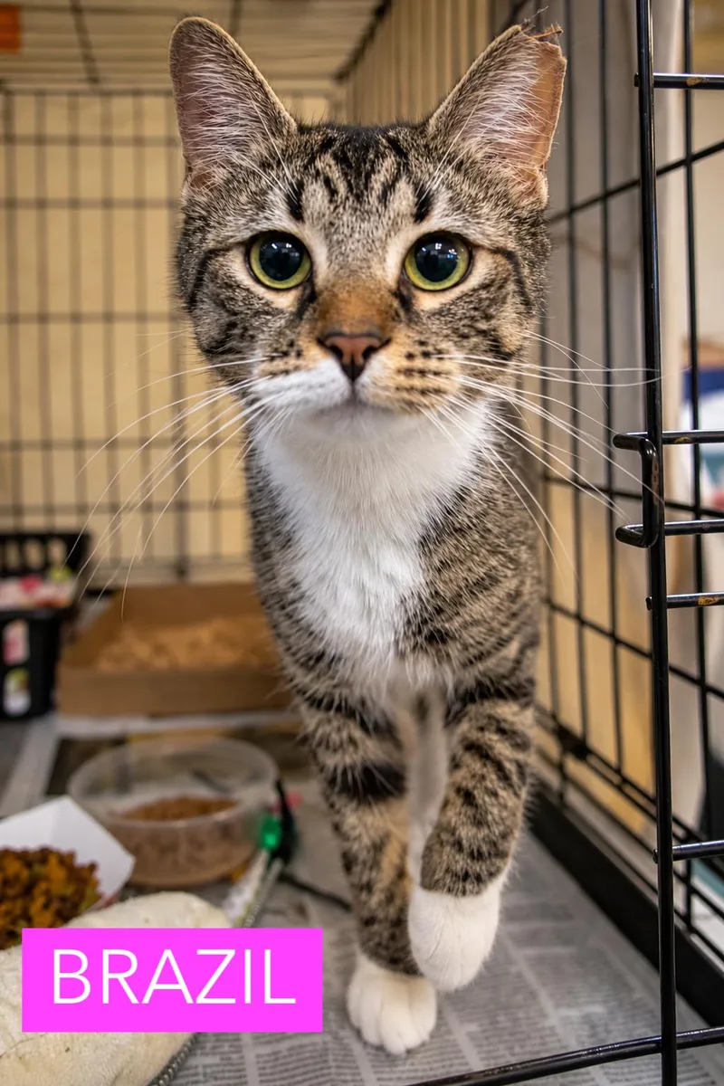 A young medium-sized female Tabby cat named Brazil for adoption in Greenville, DE