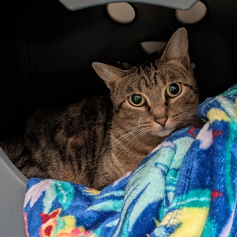 An adult medium-sized female Brown / Chocolate Domestic Short Hair cat named Marzipan for adoption in Titusville, FL