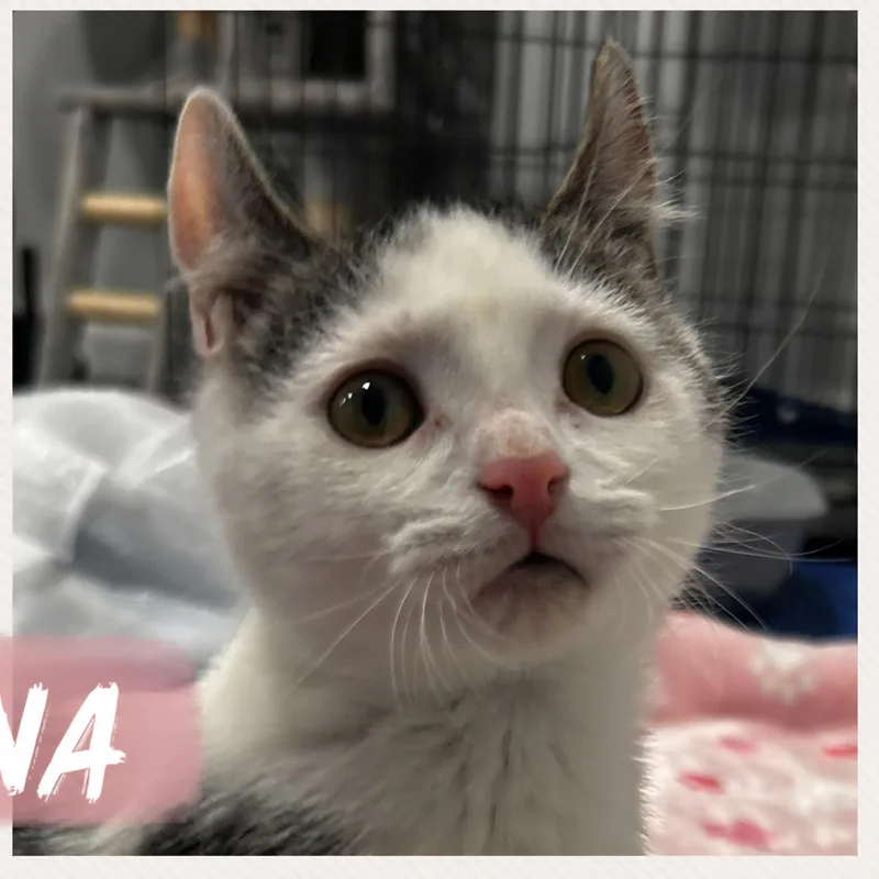A baby medium-sized female White Domestic Short Hair cat named Gabbana for adoption in Washington, PA