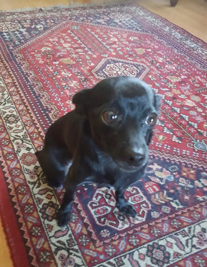 A senior small-sized female Black Chihuahua dog named Gigi for adoption in los angeles, CA