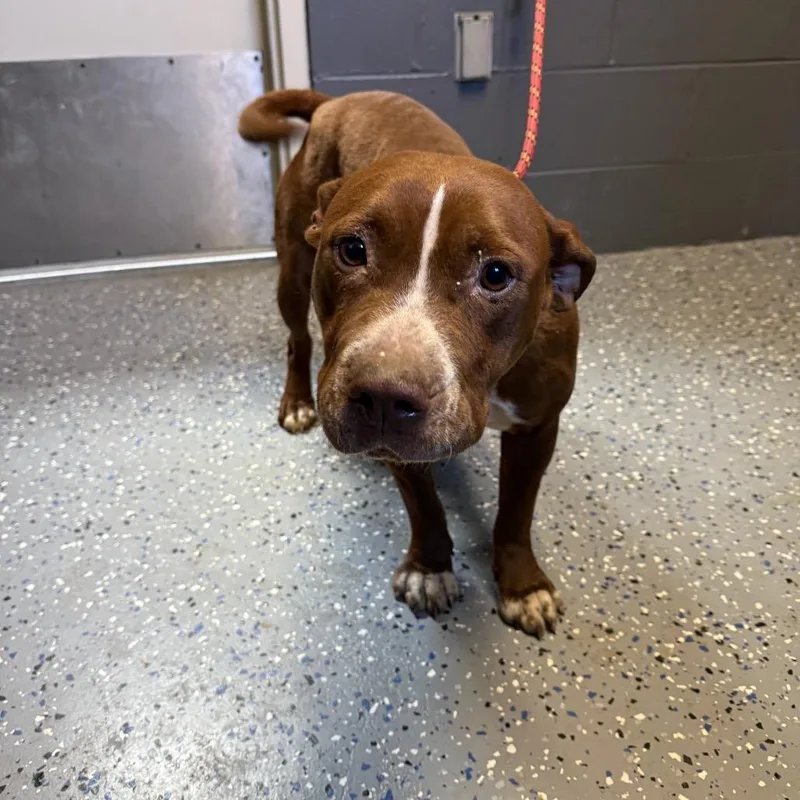 An adult medium-sized female Brown / Chocolate Pit Bull Terrier dog named Tuscstray_ for adoption in Tuscaloosa, AL