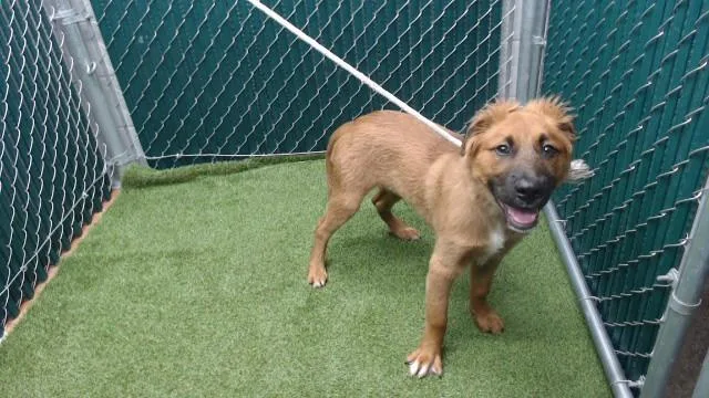 A baby medium-sized male German Shepherd Dog dog named Hunter for adoption in Downey, CA