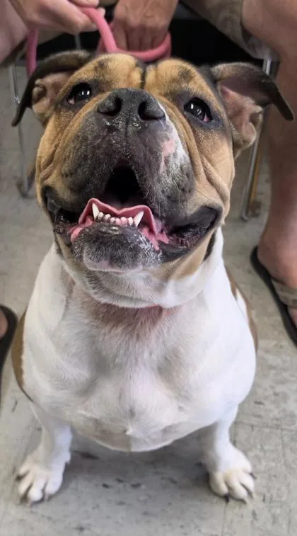 An adult medium-sized female American Bulldog dog named Stray Hwy for adoption in Inverness, FL