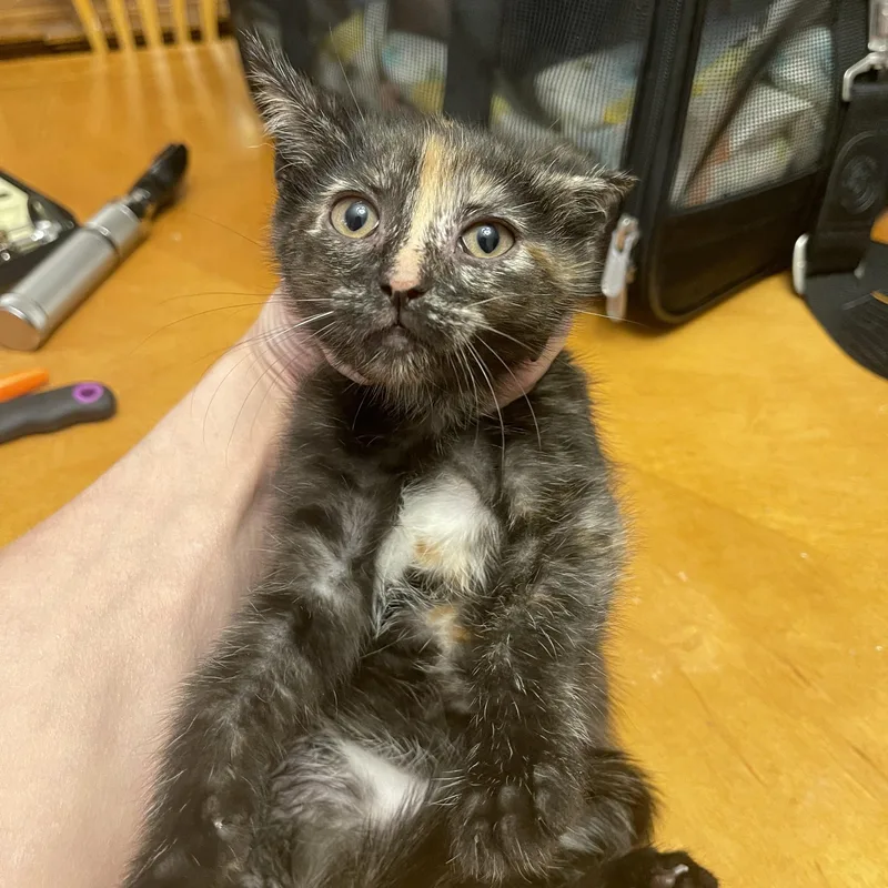 A baby medium-sized female Tortoiseshell Domestic Short Hair cat named Rosie for adoption in Nutley, NJ