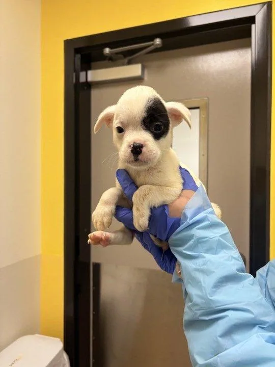 A baby small-sized male White / Cream Mixed Breed dog named Insectosaurus for adoption in Raleigh, NC