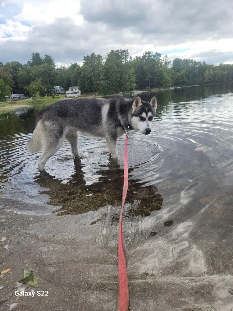A young medium-sized male Siberian Husky dog named Shadow for adoption in White River Junction, VT