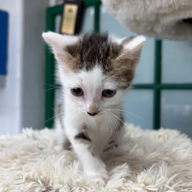 A baby small-sized male Gray / Blue / Silver Domestic Short Hair cat named Pringle for adoption in West Point, MS