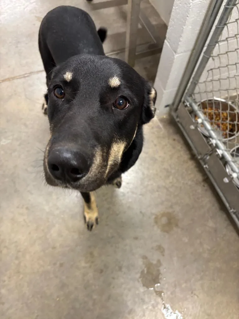 A baby medium-sized male German Shepherd Dog dog named Daniel for adoption in Newcastle, OK