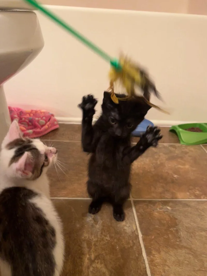 A baby small-sized female Tabby (Gray / Blue / Silver) Domestic Medium Hair cat named Garcia for adoption in Raleigh, NC