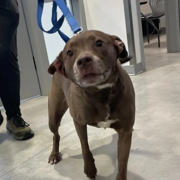 An adult large-sized female Labrador Retriever dog named Daisy for adoption in Des Moines, IA