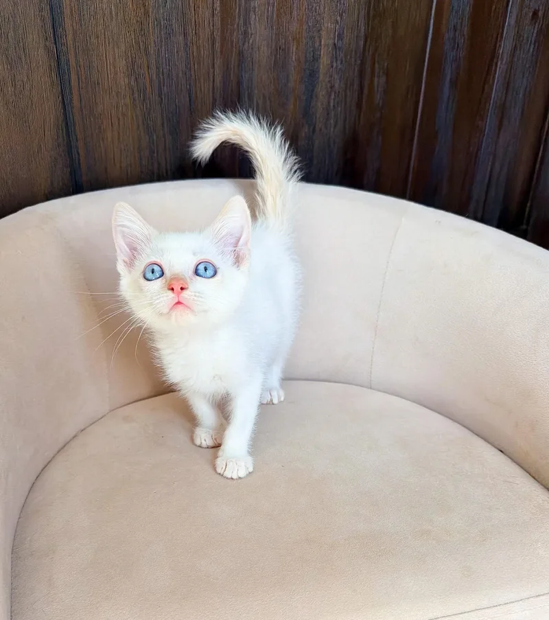 A baby small-sized male White Domestic Short Hair cat named Cream for adoption in Albuquerque, NM
