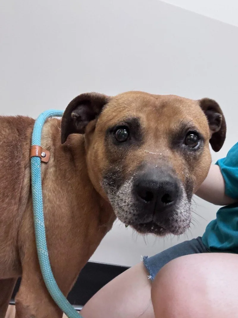 An adult medium-sized male Red / Chestnut / Orange Mixed Breed dog named Miles for adoption in Raleigh, NC