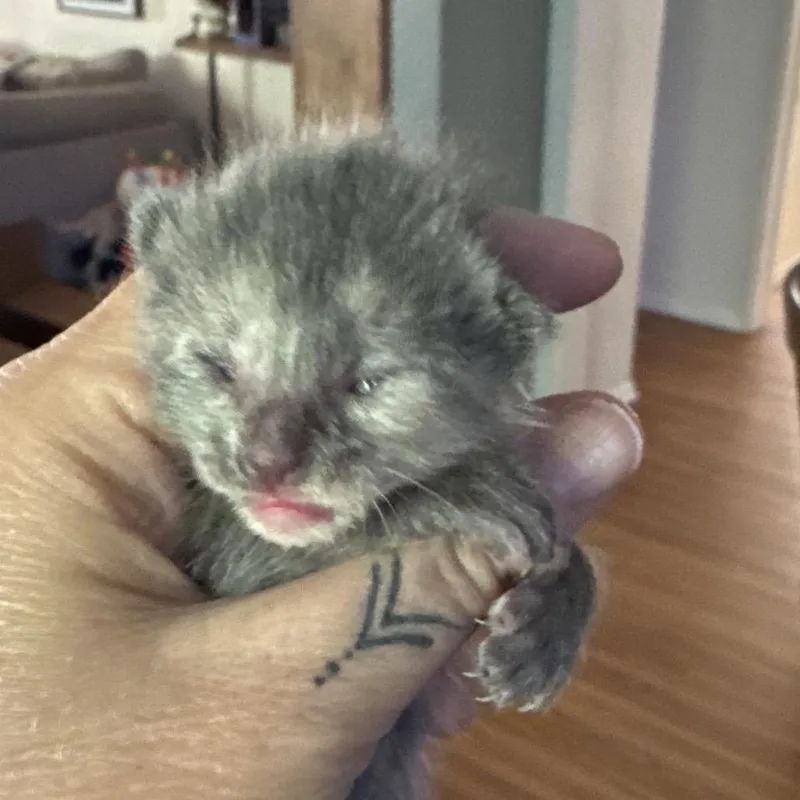 A baby small-sized female Tortoiseshell Domestic Short Hair cat named Coral for adoption in Long Beach, CA