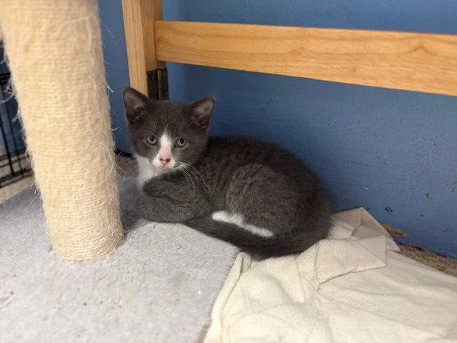A baby medium-sized male Gray & White Domestic Short Hair cat named Pear Willow Grove for adoption in Greenville, DE