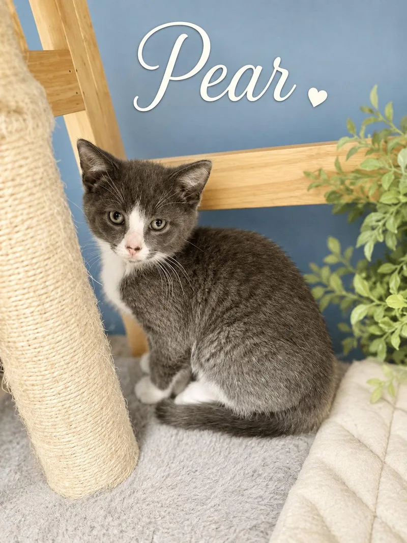 Pear  Willow Grove thumbnail 2