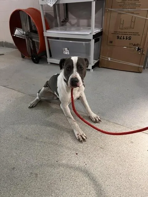 A young large-sized male American Staffordshire Terrier dog named Trawick for adoption in Tallahassee, FL