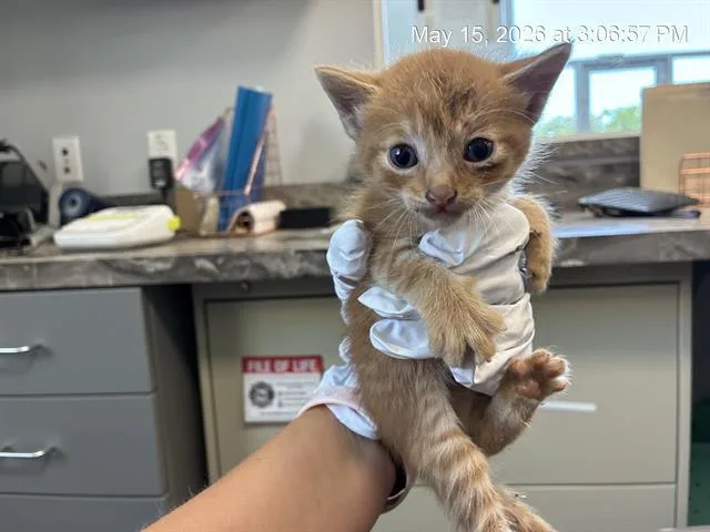 A baby small-sized male Domestic Short Hair cat named Charles for adoption in Ocala, FL