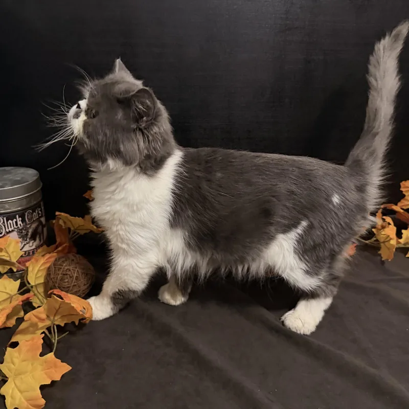 A young medium-sized male Persian cat named Blue Bentley for adoption in Fayetteville, GA