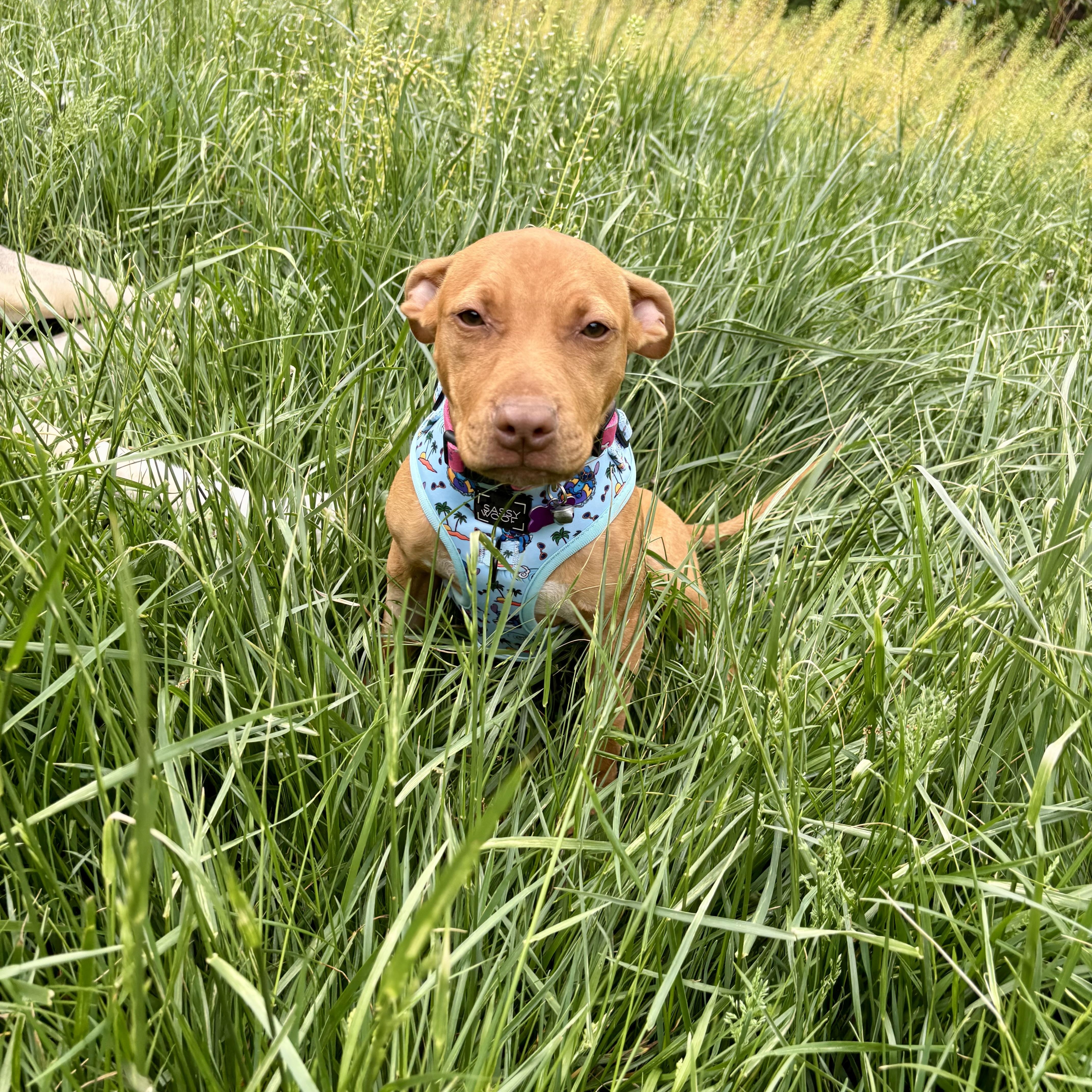 A young small-sized female Yellow / Tan / Blond / Fawn Pit Bull Terrier dog named Scarlett for adoption in High View, WV