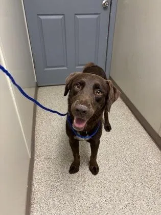 Tobi