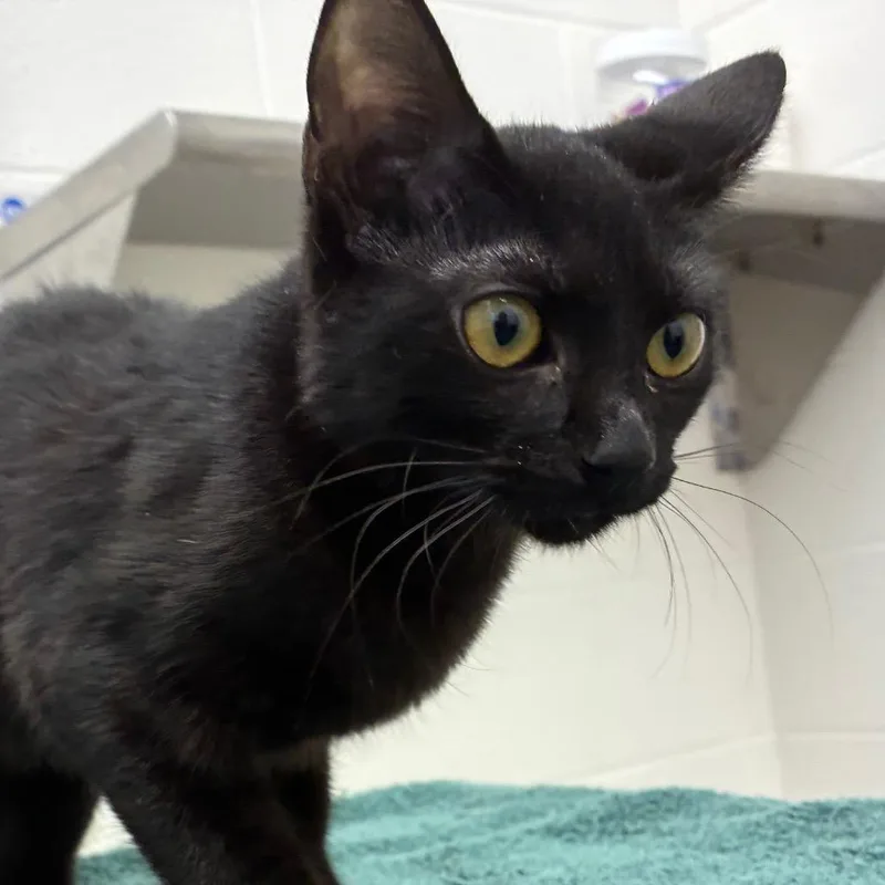A baby medium-sized female Black Domestic Short Hair cat named Lily for adoption in Corpus Christi, TX