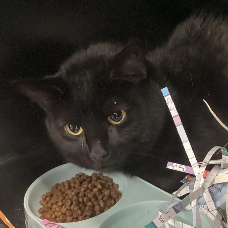 An adult large-sized male Buff / Tan / Fawn Domestic Short Hair cat named Pollo for adoption in Montgomery, AL