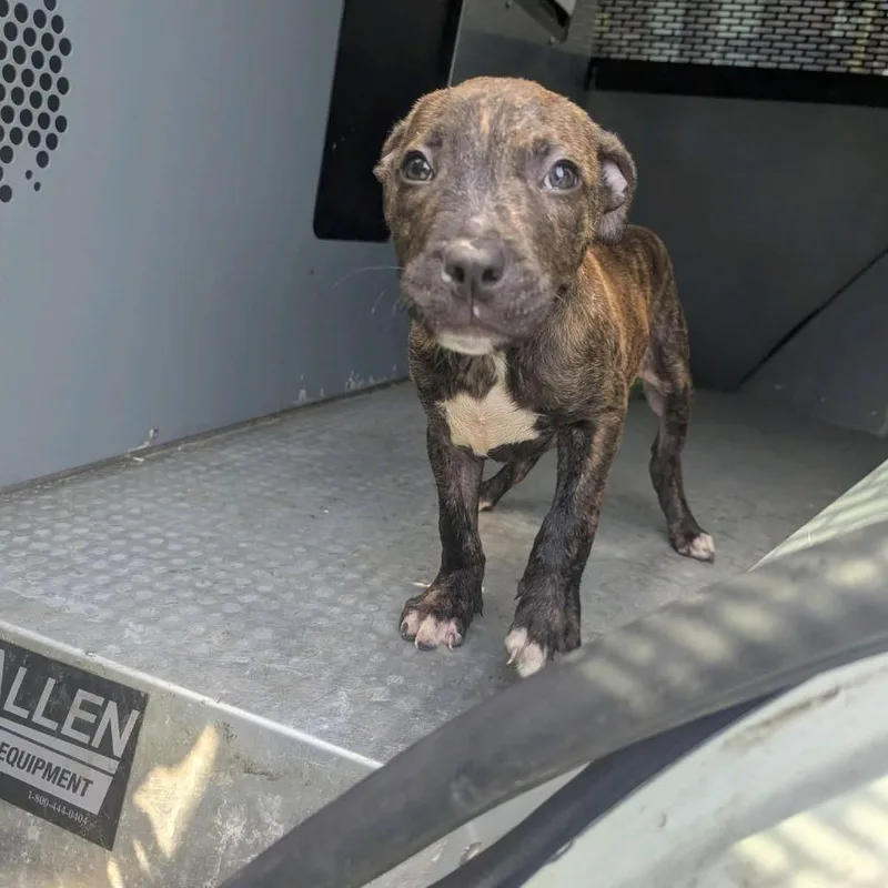 A baby small-sized male Brindle Terrier dog named Wee Wittle Wad for adoption in St. Louis, MO