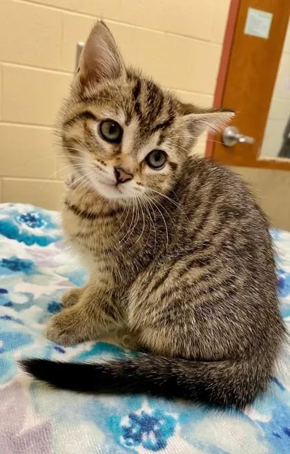Peanut Butter Cup