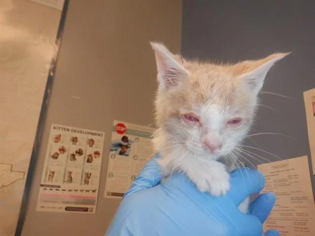 A baby small-sized male Domestic Short Hair cat named Milo for adoption in San Jose, CA