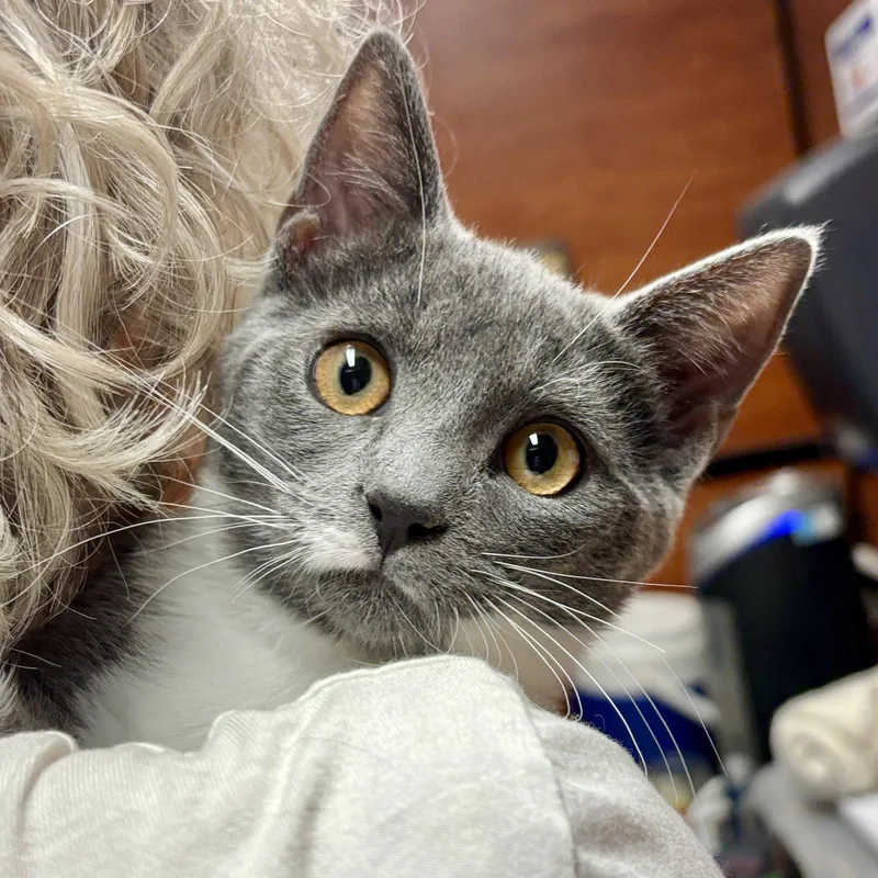 A baby medium-sized female Gray & White Domestic Short Hair cat named Mica for adoption in Sonora, CA