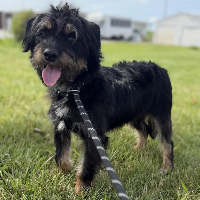 An adult small-sized male Black Terrier dog named Black Jack for adoption in Trenton, MO