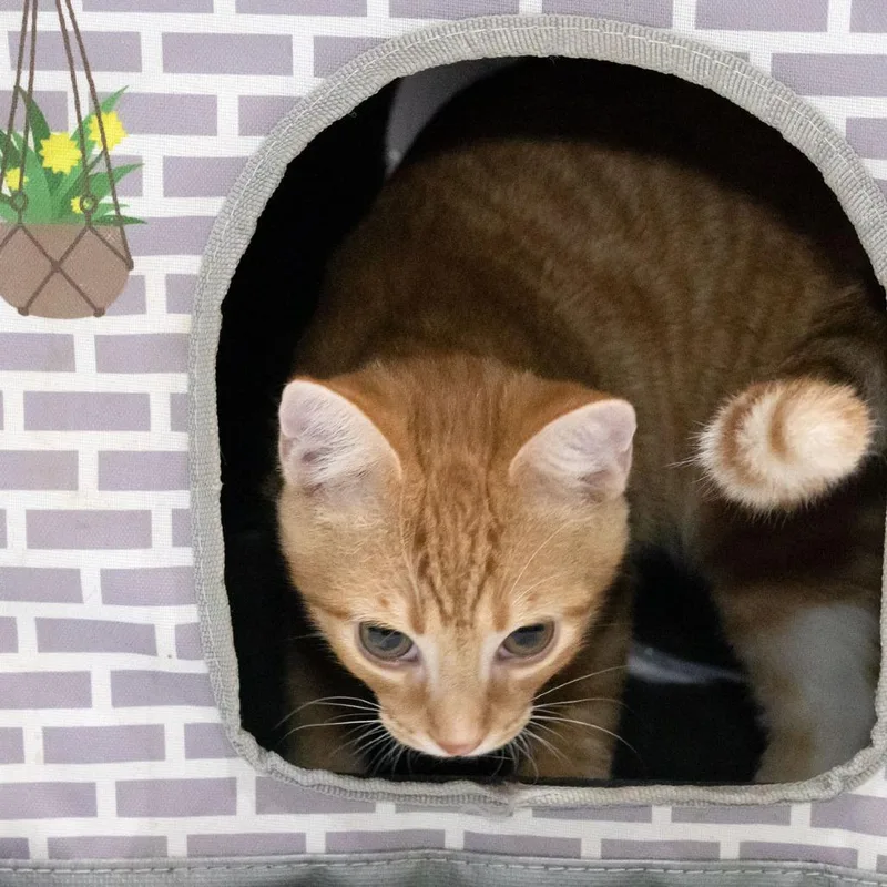 A baby medium-sized male Orange / Red Domestic Short Hair cat named Mew for adoption in McKean, PA