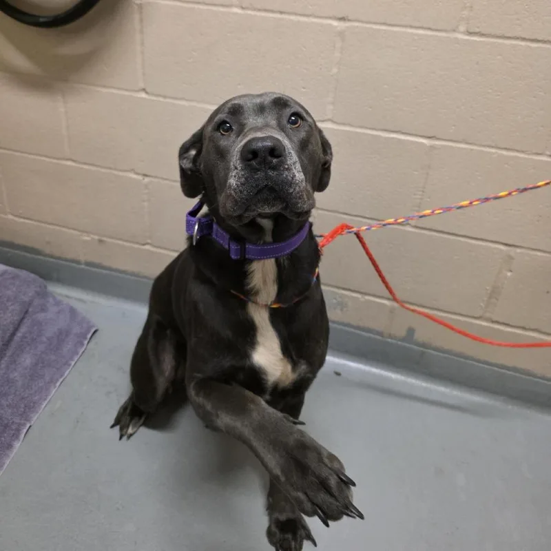 An adult large-sized female Gray / Blue / Silver Pit Bull Terrier dog named Luna for adoption in Tacoma, WA