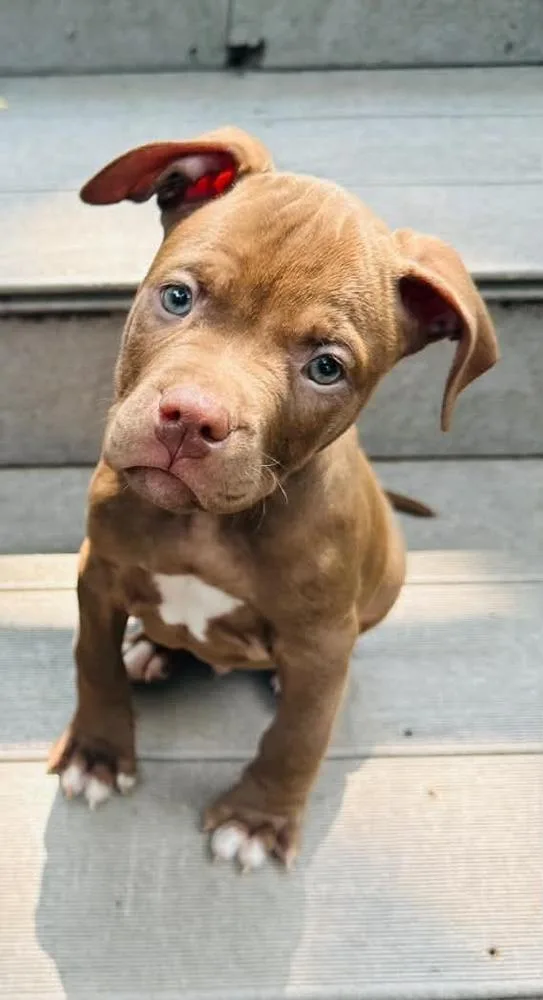 A baby large-sized male Brown / Chocolate Mixed Breed dog named Valor for adoption in Lansing, MI