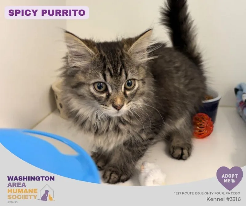 A baby small-sized male Black Domestic Long Hair cat named Spicy Purrito for adoption in Eighty Four, PA