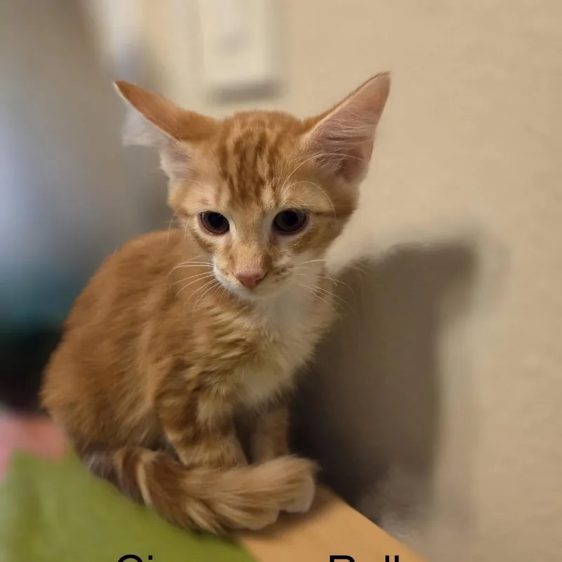 A baby small-sized male Orange / Red Domestic Short Hair cat named Cinnamon Roll for adoption in Santa Fe, TX