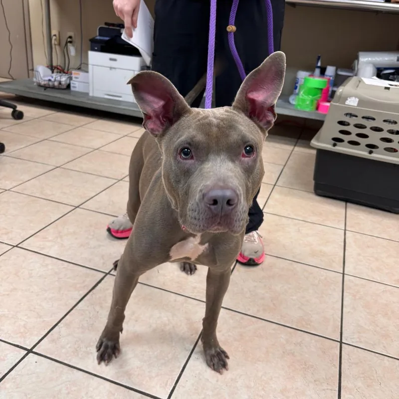 An adult medium-sized female Pit Bull Terrier dog named Dolly for adoption in Birmingham, AL