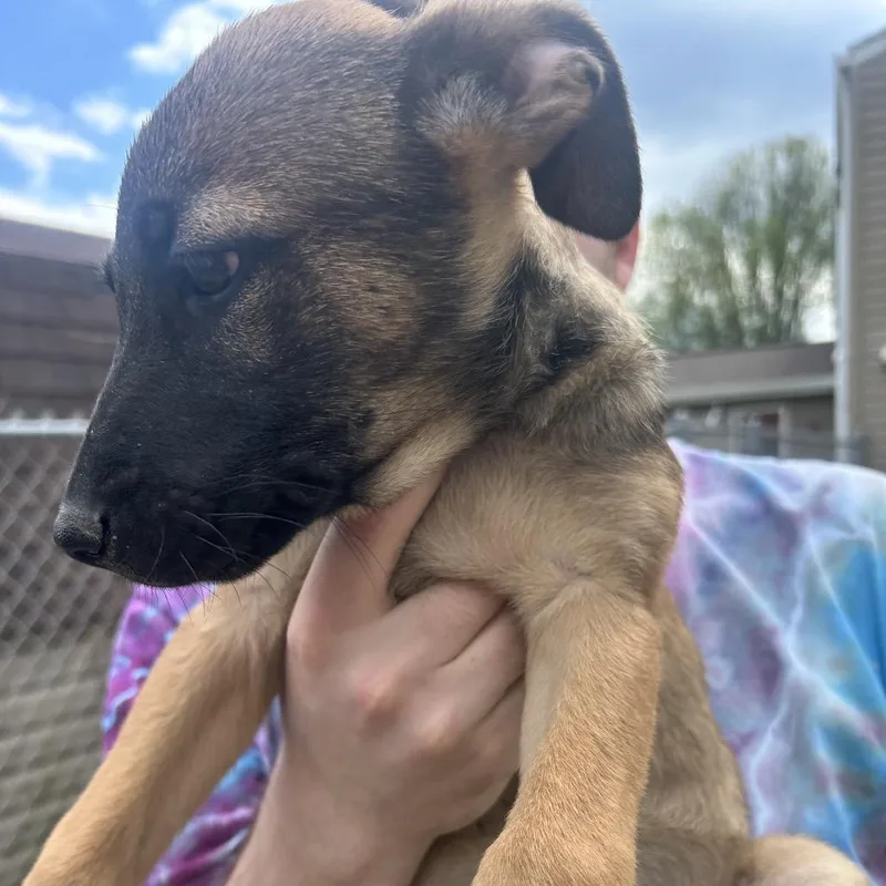 A baby large-sized male Yellow / Tan / Blond / Fawn German Shepherd Dog dog named Gunther for adoption in Uniontown, PA