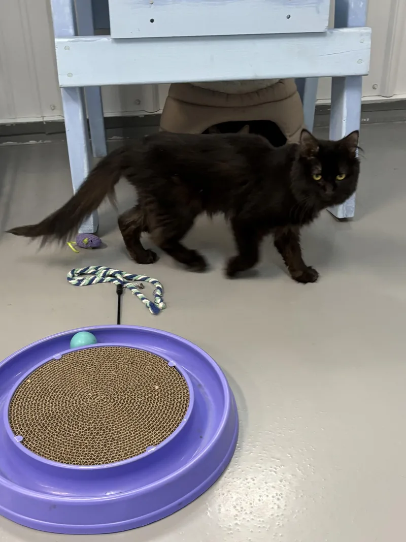 An adult medium-sized male Domestic Long Hair cat named Sable for adoption in Big Rapids, MI