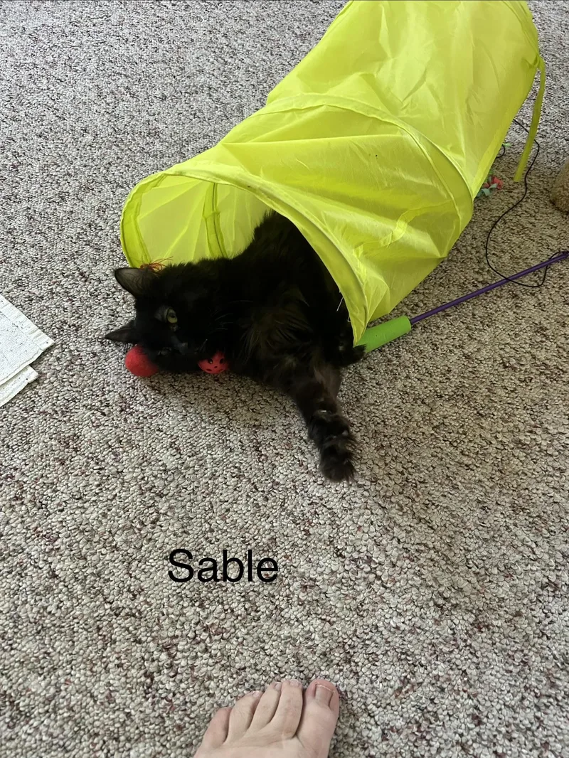 Sable thumbnail 3