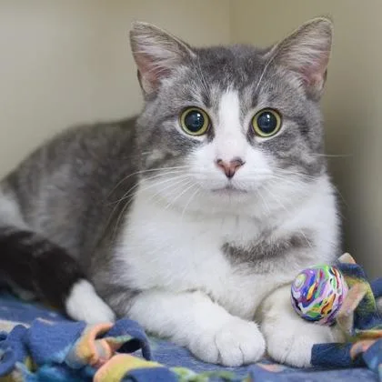 A baby small-sized male Domestic Short Hair cat named Bob for adoption in Verona, WI