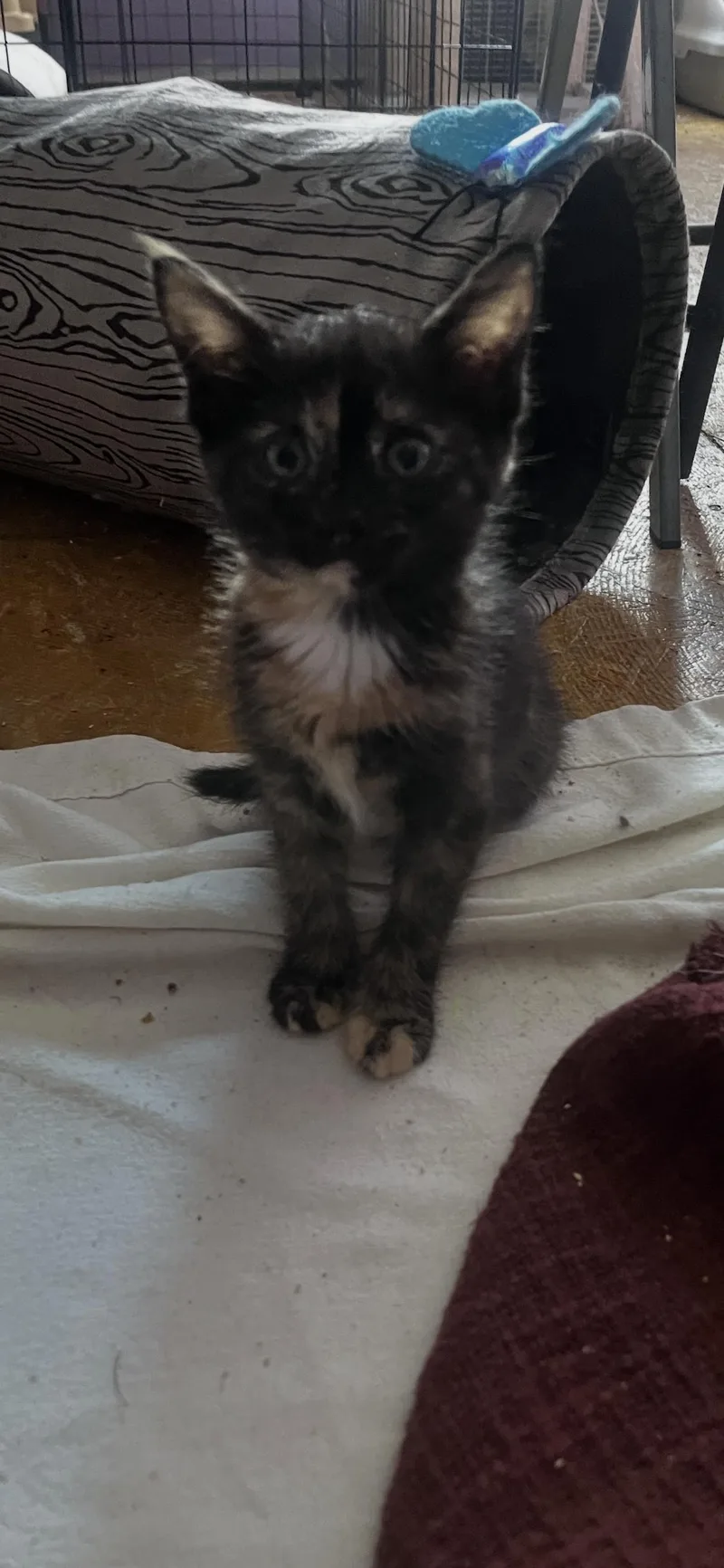 Ali Cat
