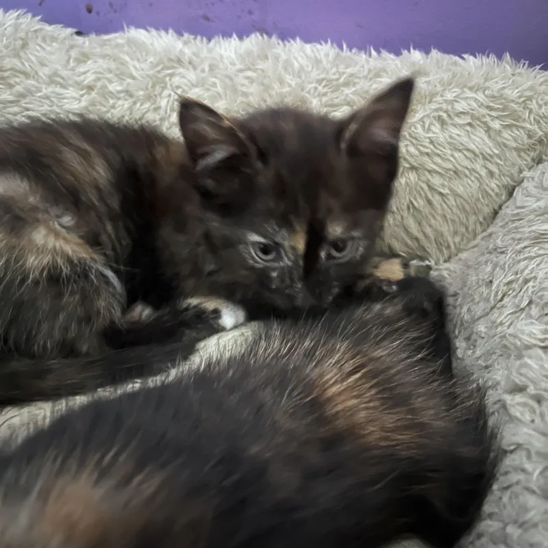 Ali Cat thumbnail 2