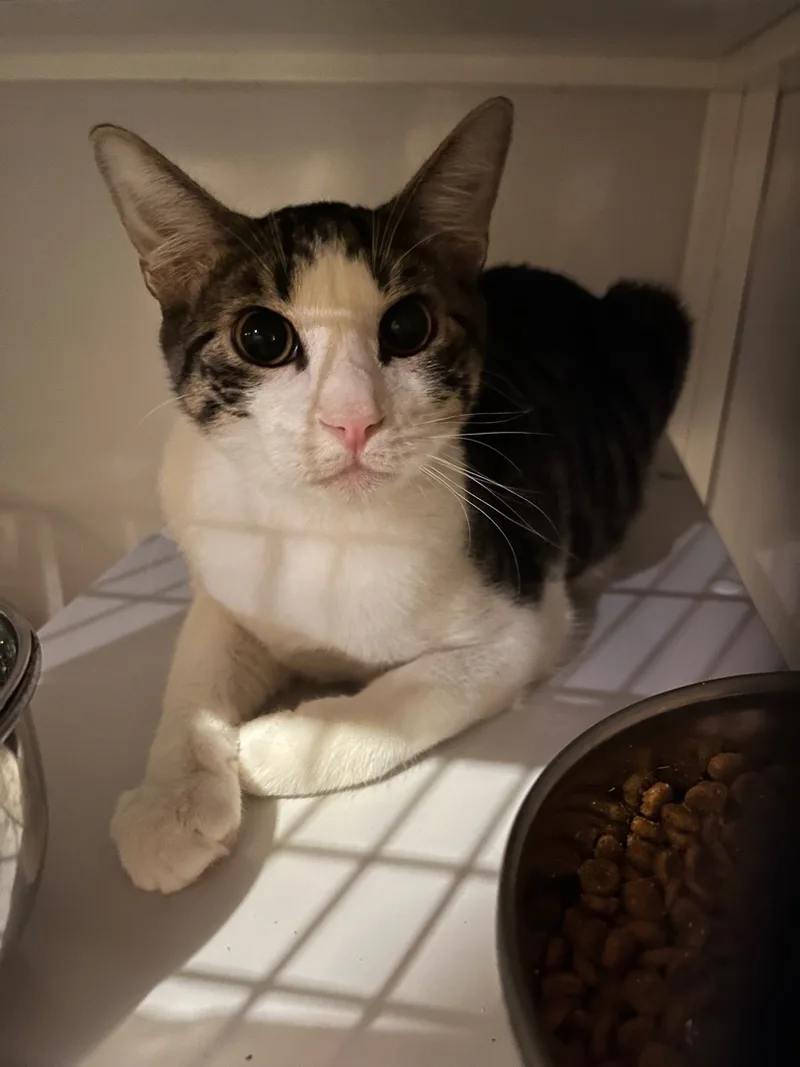 Habanero thumbnail 2