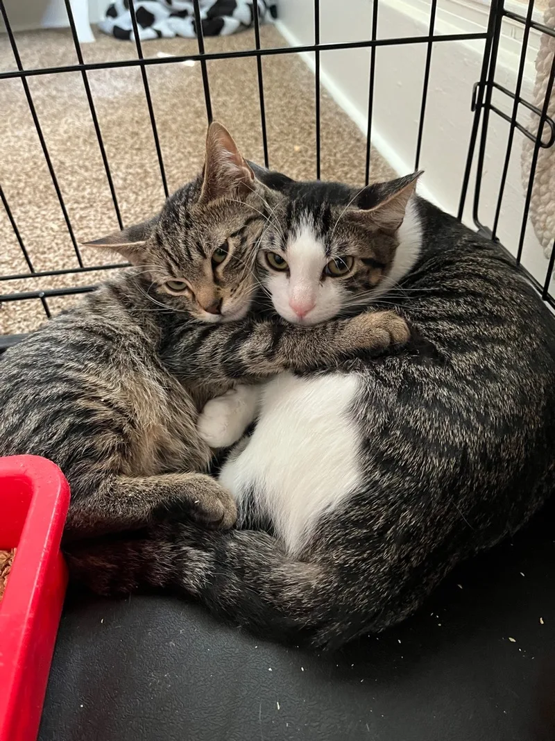 Habanero thumbnail 4